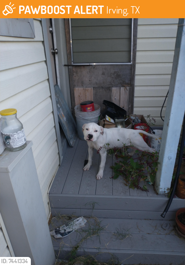 Rehomed Male Dog last seen Jackson St, beltline Rd , Irving, TX 75061
