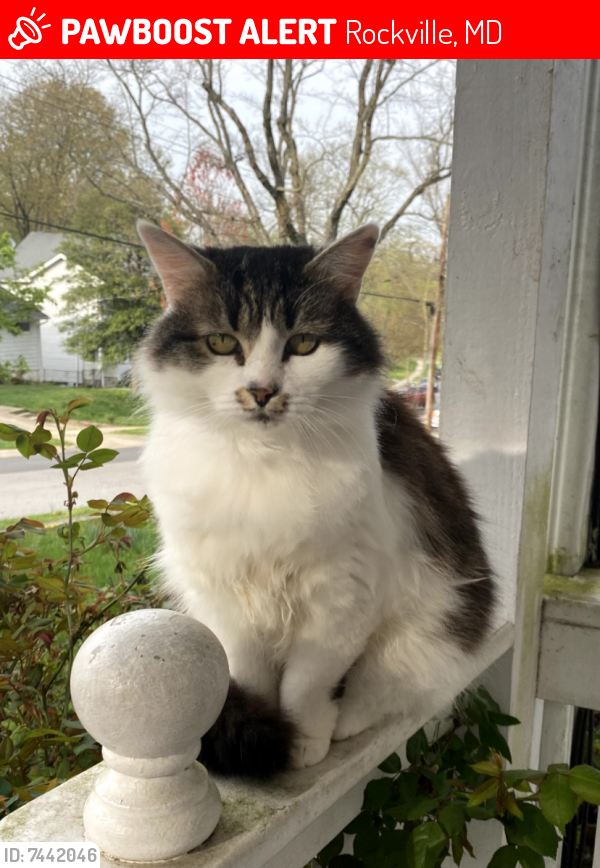 Lost Female Cat last seen Clagett Drive, Rockville, MD 20851