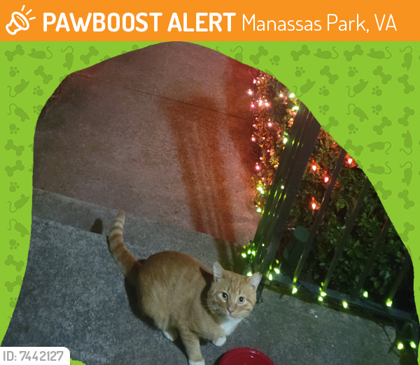 Found/Stray Unknown Cat last seen Kirby Street/ Mosby Ridge 2 Manassas Park , Manassas Park, VA 20110
