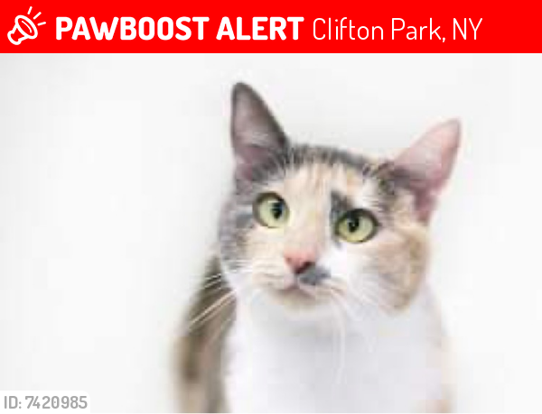 Lost Female Cat last seen Southbury Road Clifton Park but may have been on a truck to Rotterdam and Schenectady , Clifton Park, NY 12065