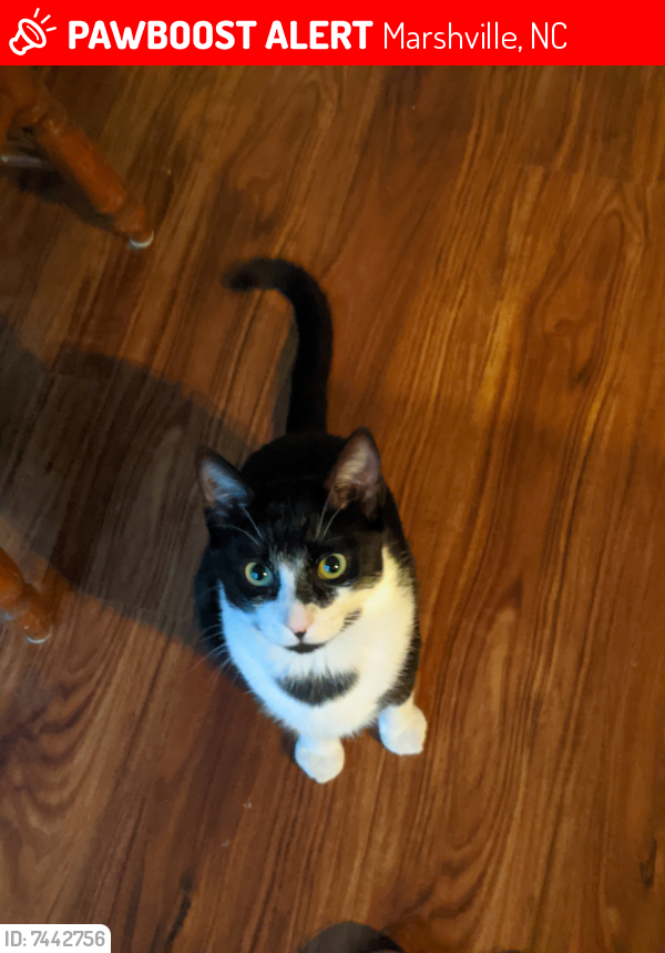 Lost Male Cat last seen Cheraw Rd and landsford Rd, Marshville, NC 28103
