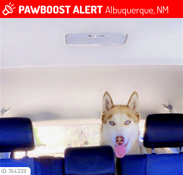 Lost Male Dog last seen Wyoming, Paseo Del Norte , Albuquerque, NM 87109