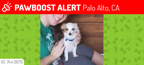 Lost Female Dog last seen Piazza’s grocery, Palo Alto, CA 94303