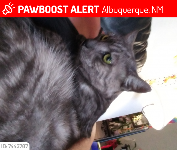 Lost Female Cat last seen Graceland between menaul Candelaria, Albuquerque, NM 87110
