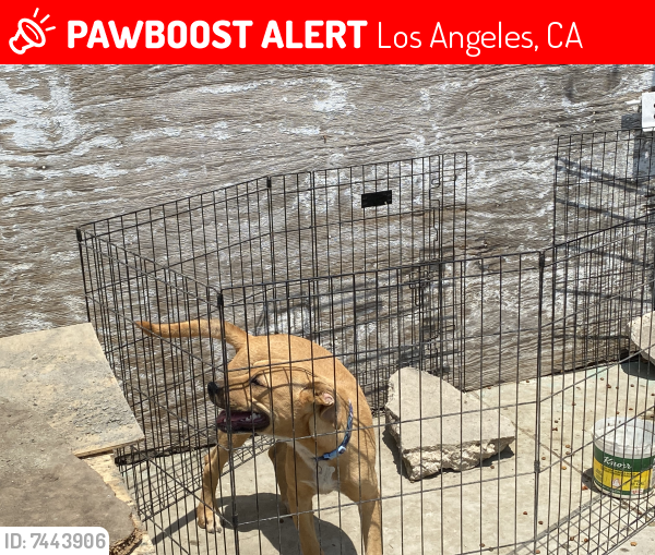 Lost Male Dog last seen McKinley Ave/East 82nd St., Los Angeles, CA 90001