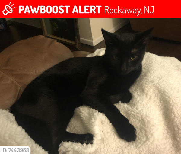 Lost Female Cat last seen Near seward st rockaway away nj, Rockaway, NJ 07866