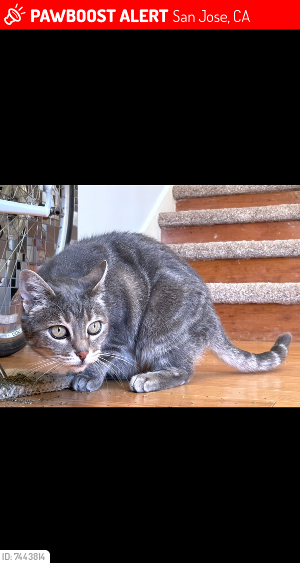 Lost Female Cat last seen Cottle rd Los Pinos , San Jose, CA 95123