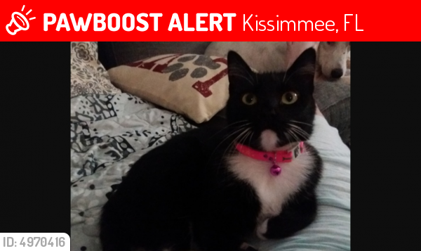 Lost Female Cat last seen Dyer and White Cedar Circle Loop Area, Kissimmee, FL 34741