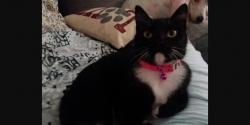 Lost Female Cat last seen Dyer and White Cedar Circle Loop Area, Kissimmee, FL 34741