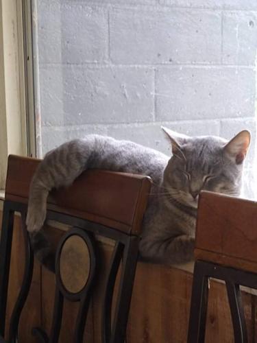 Lost Male Cat last seen Weedpond Rd or Brodie rd , Batesburg-Leesville, SC 29006