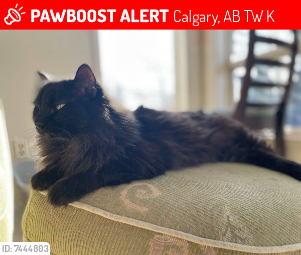 Lost Male Cat last seen Woodfield Road and 130th Ave, Calgary, AB T2W 5K5