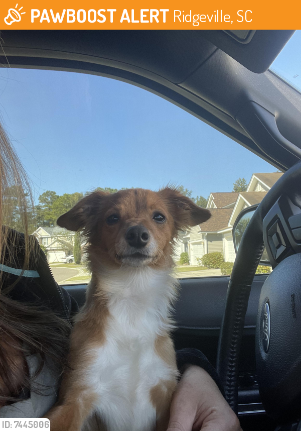 Found/Stray Unknown Dog last seen Campbell thickett/ s. Railroad Ave, Ridgeville, SC 29472