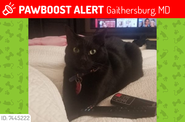 Lost Female Cat last seen king james way neighborhood by the playground, Gaithersburg, MD 20877