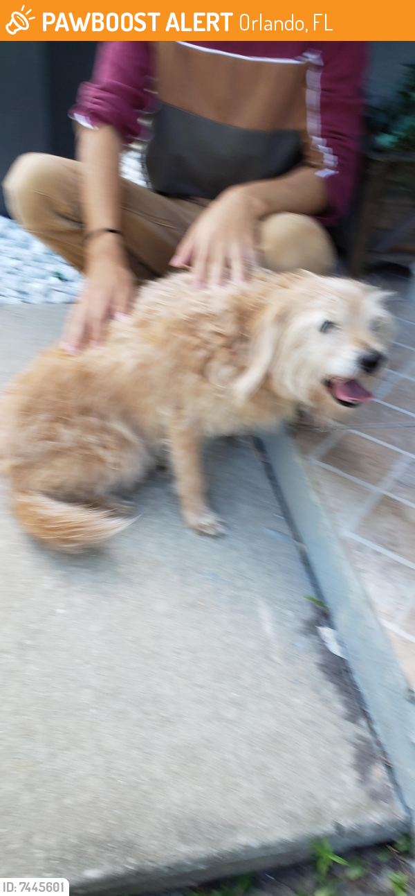 Found/Stray Male Dog last seen Came from Whisper Lake Club, Orlando, FL 32837