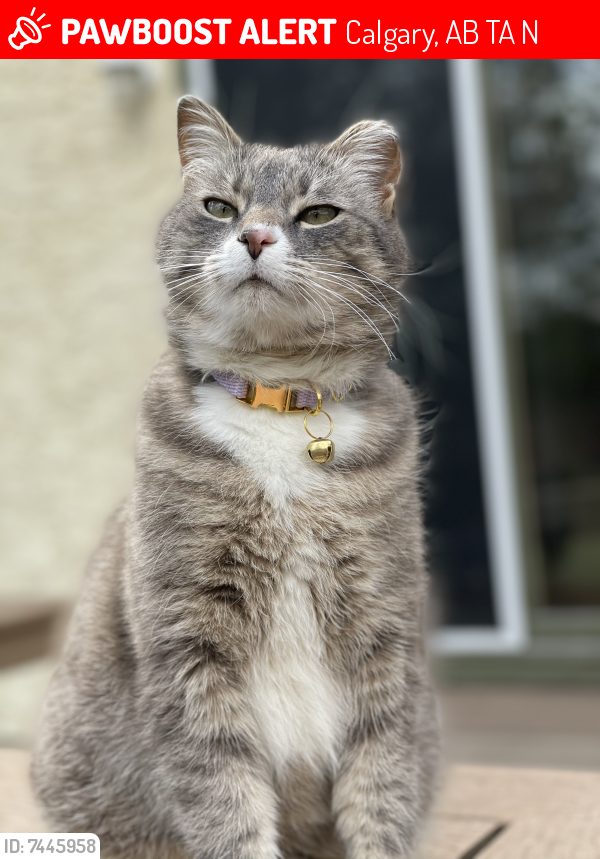 Lost Male Cat last seen Dalcastle Way NW and Dalcastle Dr NW, Calgary, AB T3A 2N7