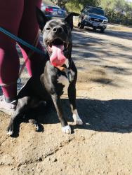 Reunited Male Dog last seen Oakes dr, Hayward, CA 94542