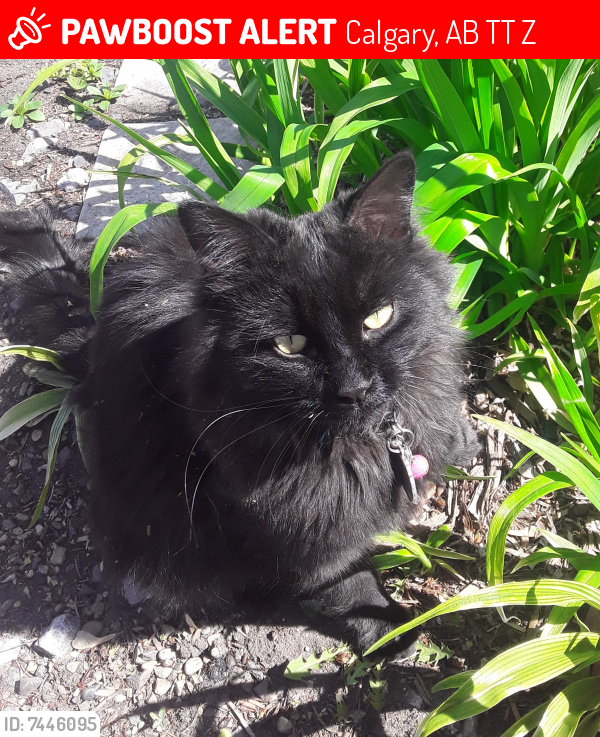 Lost Female Cat last seen 14st and 26 ave sw, Calgary, AB T2T 0Z5