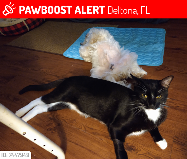 Lost Male Cat last seen Normandy Blvd/Firwood Dr., Deltona, FL 32725