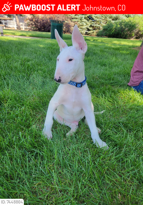 Lost Male Dog last seen Colorado Blvd and E Co Rd 14, Johnstown, CO 80534