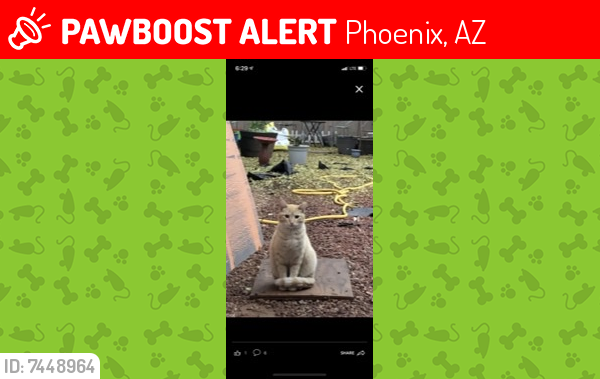 Lost Male Cat last seen Near 4839 W Brill St, Phoenix, AZ 85043, Phoenix, AZ 85035