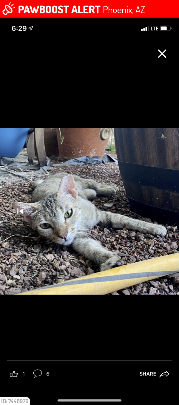 Lost Female Cat last seen Near 4839 W Brill St, Phoenix, AZ 85043, Phoenix, AZ 85035