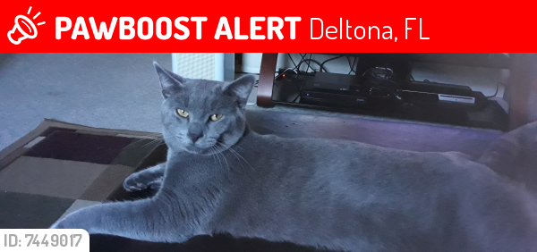 Lost Male Cat last seen Marquette Ct, Deltona, FL, Deltona, FL 32725