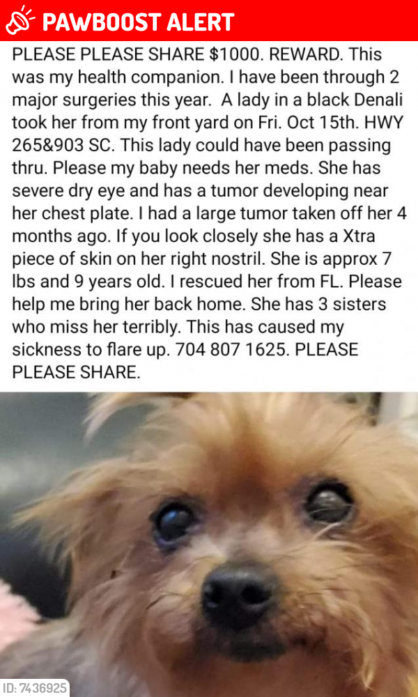 Lost Female Dog last seen How 903 and 265, Lancaster County, SC 29067