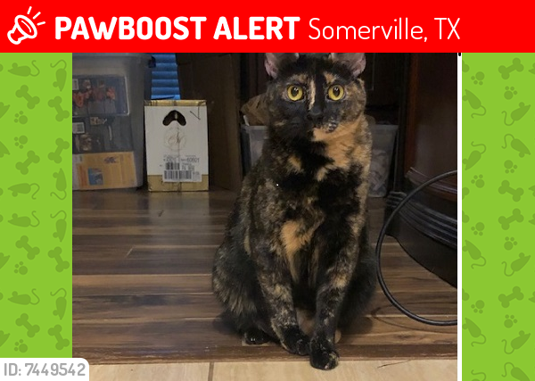 Lost Female Cat last seen Park Rd 57 and Big Berry Rd, Somerville, TX 77879