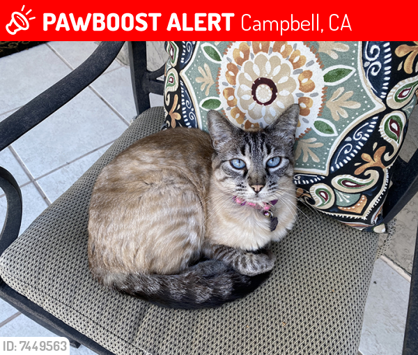Lost Female Cat last seen N. 3rd Street and Grant, Campbell, CA 95008