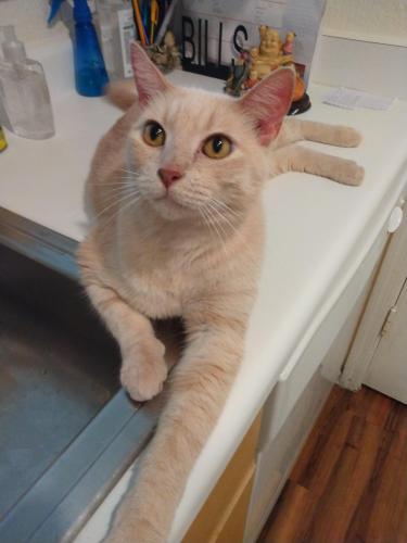 Lost Male Cat last seen Glendale &19th , Phoenix, AZ 85021