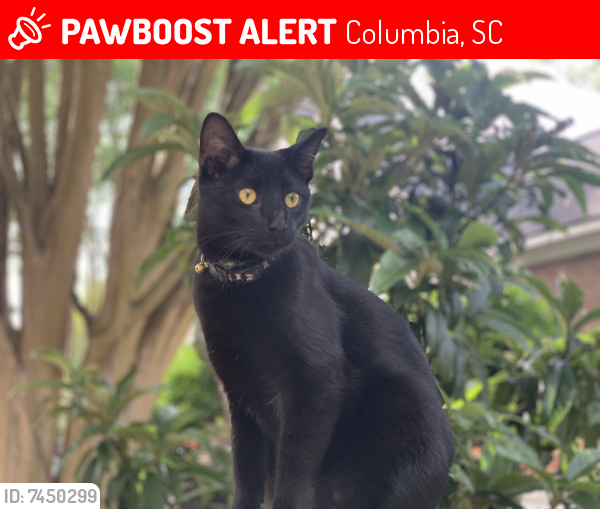 Lost Male Cat last seen S Prospect/ Yale Ave/Shandon, Columbia, SC 29205