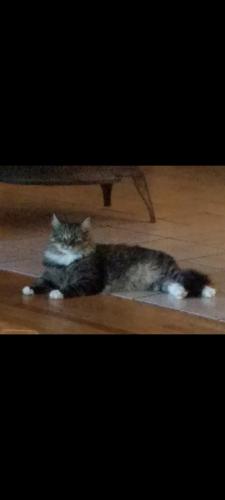 Lost Male Cat last seen Huntingridge Road and Route 43, Greenville, NC 27834