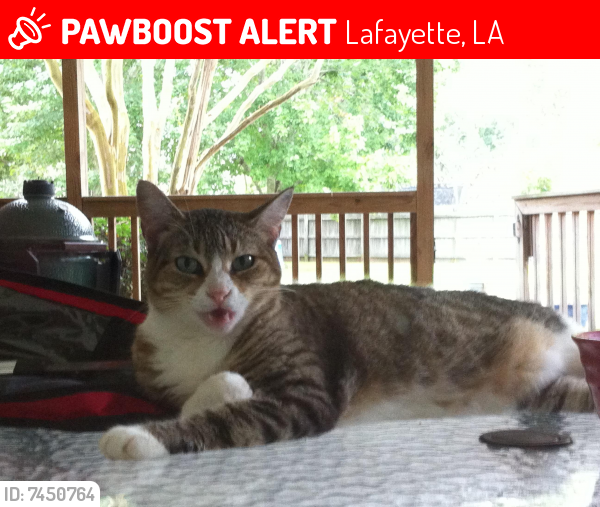 Lost Female Cat last seen Audubon Trace neighborhood , Lafayette, LA 70508