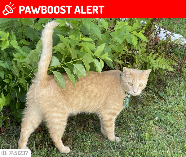 Deceased Male Cat last seen Connecticut and Randolph , Wheaton-Glenmont, MD 20902