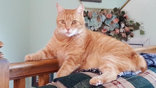 Lost Male Cat last seen Near Perry Road, Mt Airy, MD near Gillis Road, Mount Airy, MD 21771