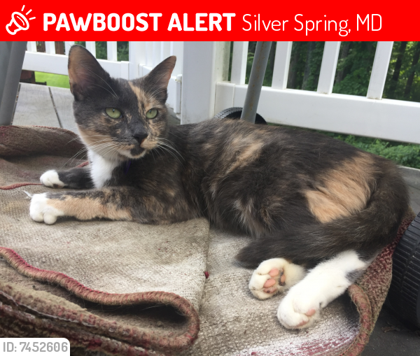 Lost Female Cat last seen Cliftonbrook lane , Silver Spring, MD 20905