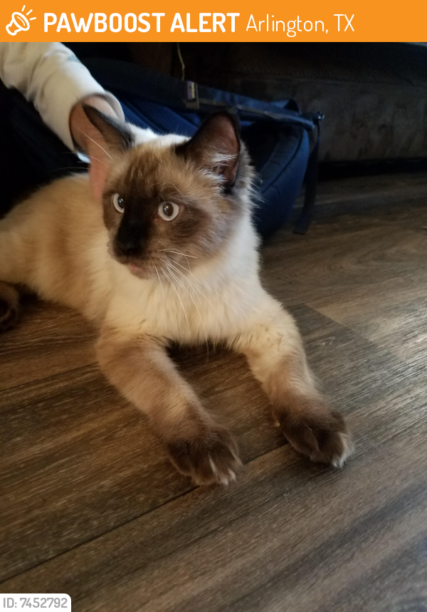 Surrendered Unknown Cat last seen Washington Dr and N Collins St., Arlington, TX 76011