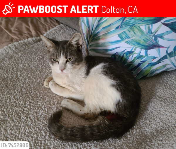 Lost Male Cat last seen 10th and E Hanna , Colton, CA 92324