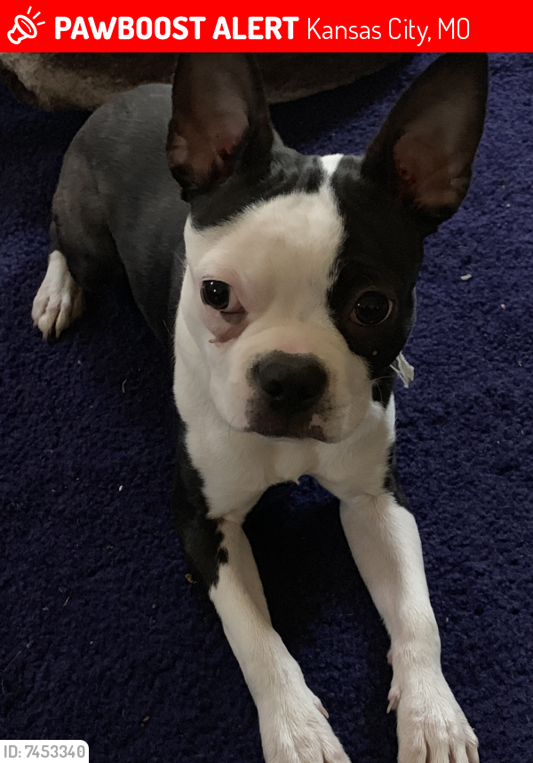 Lost Male Dog last seen Paseo, Kansas City, MO 64133