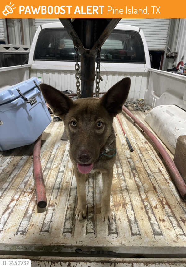 Rehomed Male Dog last seen Brumlow Rd & Cochran Rd , Pine Island, TX 77446