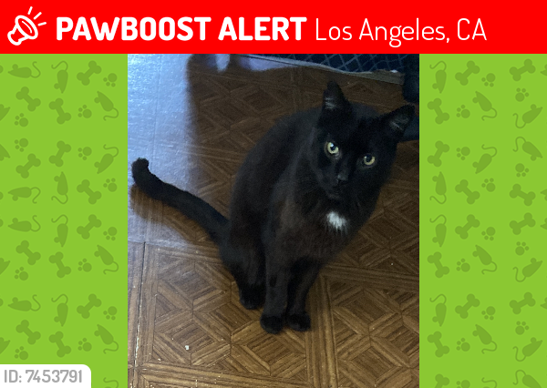 Lost Male Cat last seen 65th and Vermont, Los Angeles, CA 90044