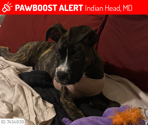 Lost Female Dog last seen Gilwell , Indian Head, MD 20640