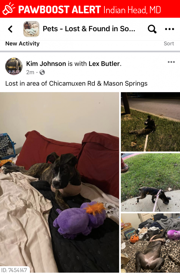 Lost Female Dog last seen Chicamuxen & Mason Springs, Indian Head, MD 20640