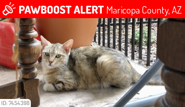 Lost Female Cat last seen 83rd Ave and northern, Maricopa County, AZ 85305