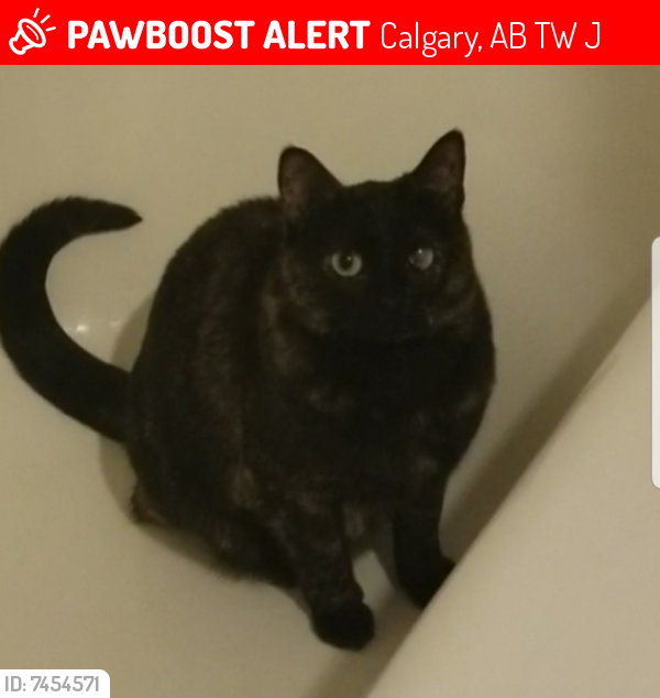 Lost Female Cat last seen Near Canterbury Dr.SW , Calgary, AB T2W 1J2