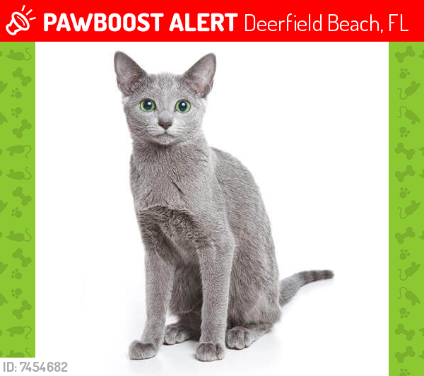 Lost Male Cat last seen Near se 15th st deerfield beach fl 33441, Deerfield Beach, FL 33441