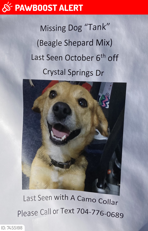 Lost Male Dog last seen Crystal Springs Road , Lexington County, SC 29073
