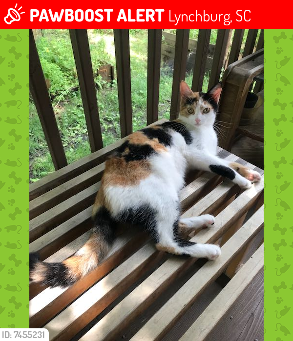 Lost Female Cat last seen Sumter County Welcome Center Rest Area, Route 95 South, Cat Spring, TX 78933