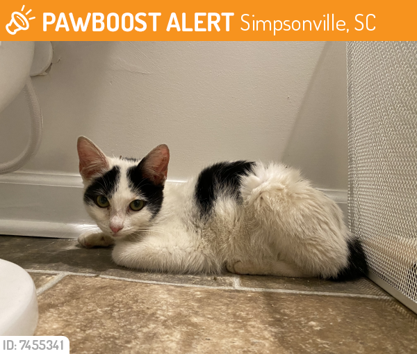 Found/Stray Unknown Cat last seen Publix, Simpsonville, SC 29681
