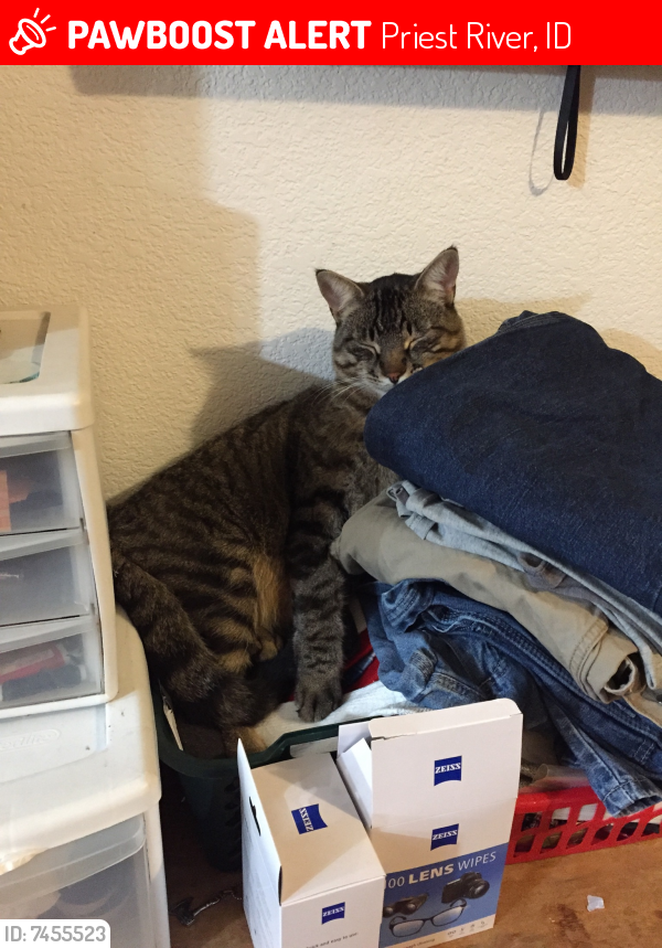 Lost Male Cat last seen Beardmore and Third, Priest River, ID 83856